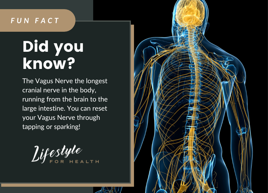 What’s the Most Powerful Nerve in Your Body?
