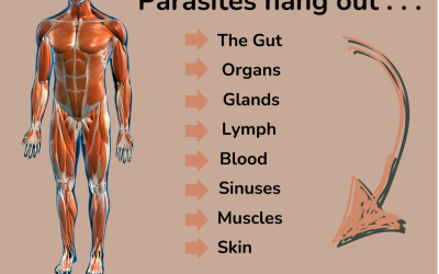 Where Do Parasites Hang Out?